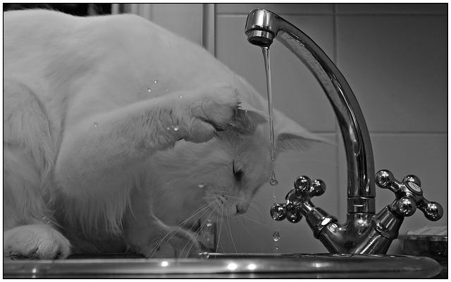 pourquoi les chats boivent au robinet ?